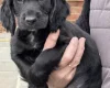 Cocker Spaniel (Working)