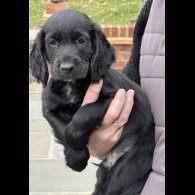 Cocker Spaniel (Working)