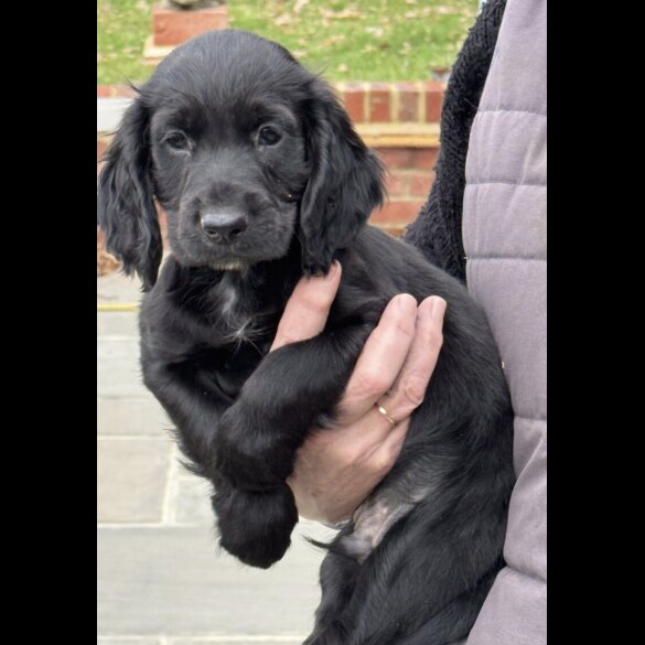 Cocker Spaniel (Working)