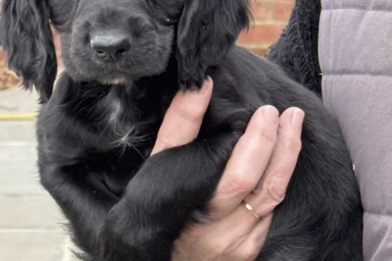 Cocker Spaniel (Working)