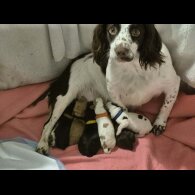 Cocker Spaniel (Working)