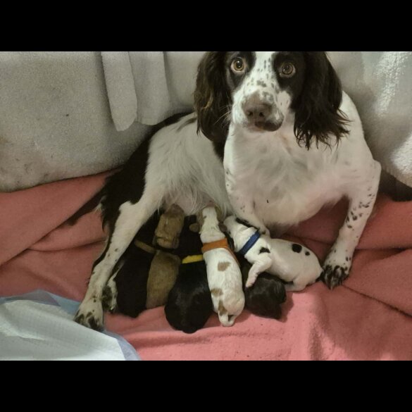 Cocker Spaniel (Working)