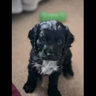 Cocker Spaniel (Working)
