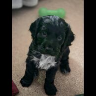 Cocker Spaniel (Working)