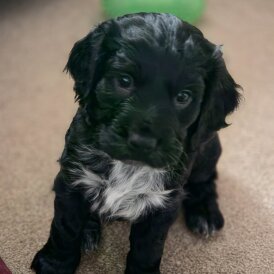Cocker Spaniel (Working)