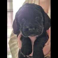 Cocker Spaniel (Working)