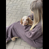 Cocker Spaniel (Show)