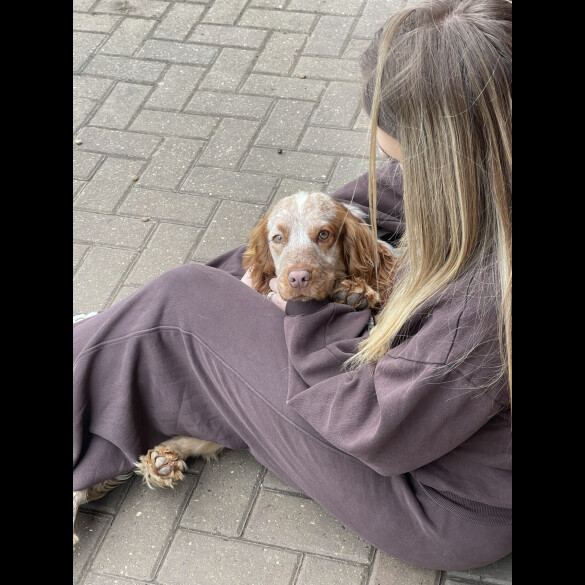 Cocker Spaniel (Show)