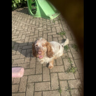 Cocker Spaniel (Show)