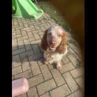 Cocker Spaniel (Show)