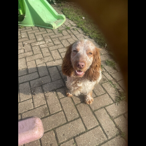 Cocker Spaniel (Show)