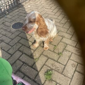 Cocker Spaniel (Show)