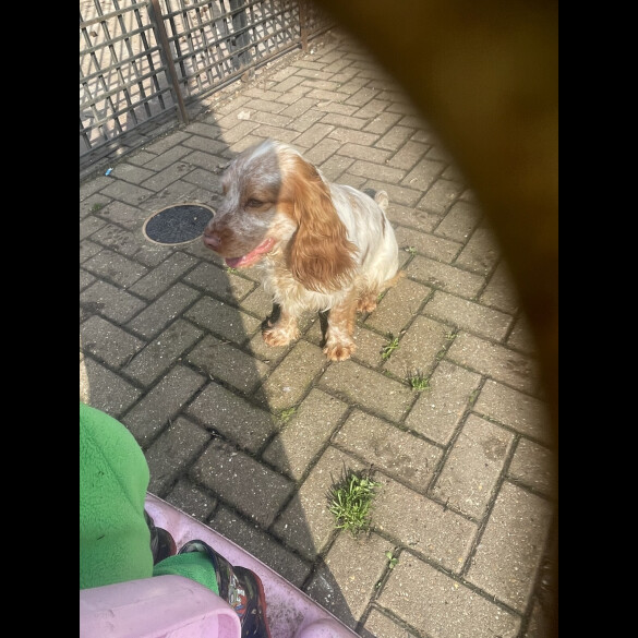 Cocker Spaniel (Show)