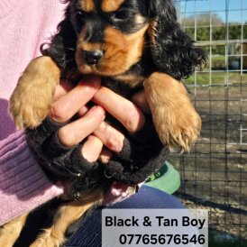 Cocker Spaniel (Show)