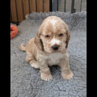 Cocker Spaniel (Show)
