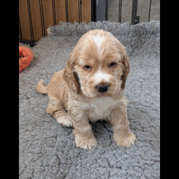 Cocker Spaniel (Show)
