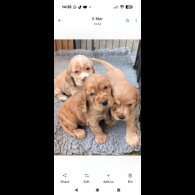 Cocker Spaniel (Show)