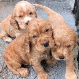 Cocker Spaniel (Show)
