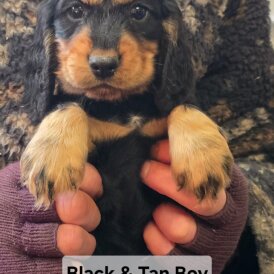 Cocker Spaniel (Show)