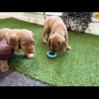 Cocker Spaniel (Show)