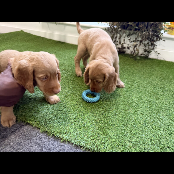 Cocker Spaniel (Show)