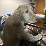 Cocker Spaniel (Show)