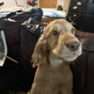 Cocker Spaniel (Show)