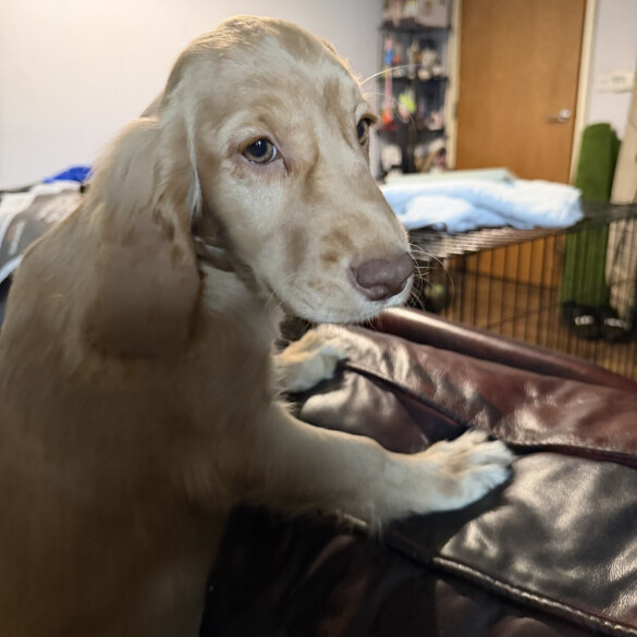 Cocker Spaniel (Show)
