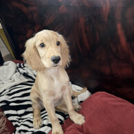 Cocker Spaniel (Show)