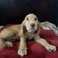 Cocker Spaniel (Show)