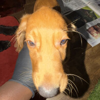 Cocker Spaniel (Show)