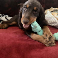Cocker Spaniel (Show)