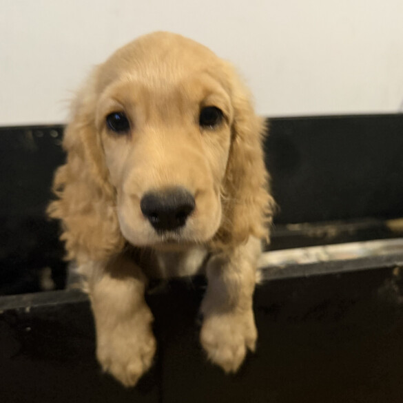 Cocker Spaniel (Show)