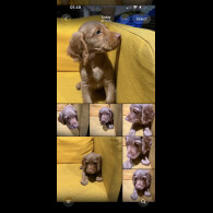 Cocker Spaniel (Show)