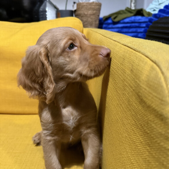 Cocker Spaniel (Show)