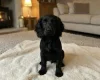 Cocker Spaniel (Show)