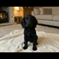 Cocker Spaniel (Show)