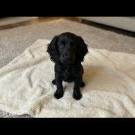 Cocker Spaniel (Show)