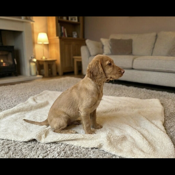 Cocker Spaniel (Show)