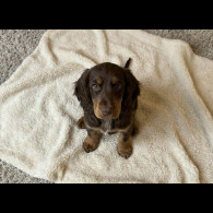Cocker Spaniel (Show)