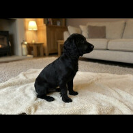 Cocker Spaniel (Show)