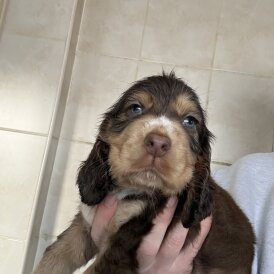 Cocker Spaniel (Show)