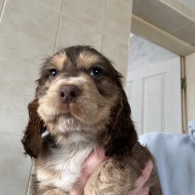 Cocker Spaniel (Show)