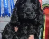 Cocker Spaniel (Show)