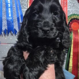 Cocker Spaniel (Show)