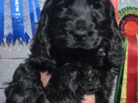 Cocker Spaniel (Show)