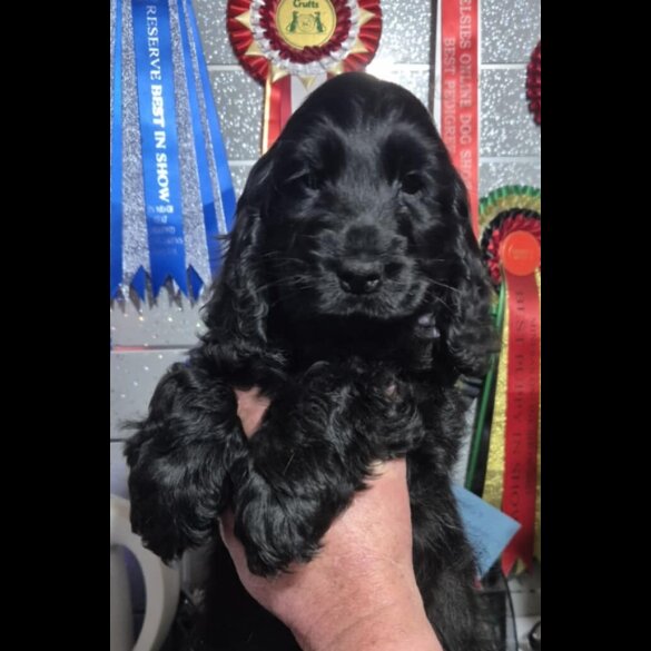 Cocker Spaniel (Show)
