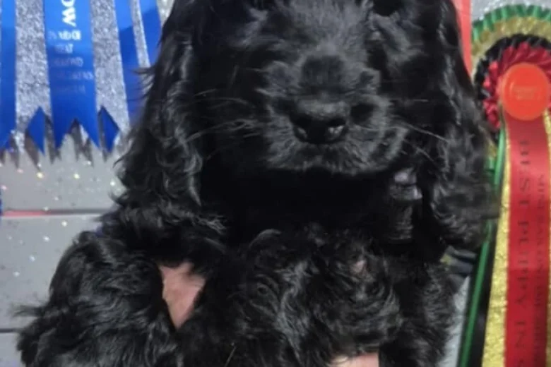 Cocker Spaniel (Show)