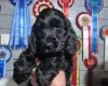 Cocker Spaniel (Show)