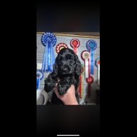 Cocker Spaniel (Show)